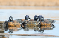 RigEm Right Mainline Bluewing Teal Decoys 12 Pack